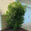 Fragrant Tea Olive Shrub | 2 Extra Large 3 Gallon