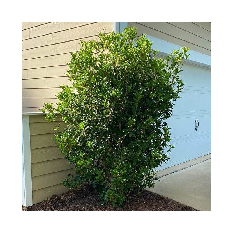 Fragrant Tea Olive Shrub | 2 Extra Large 3 Gallon