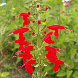 Everwilde Farms - 1000 Scarlet Sage Native Wildflower Seeds - Gold Vault Jumbo Seed Packet