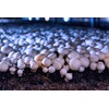 Miracle LED Shroom Indoor Grow Light Kit for Oyster, Shiitake