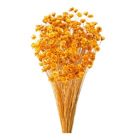 Earth Farms Dry Flower suta-hurawa-・burossamu Insert (G) Orange do30191 – 351 