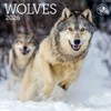 Wolves Mini Wall Calendar 2026 7" x 7"