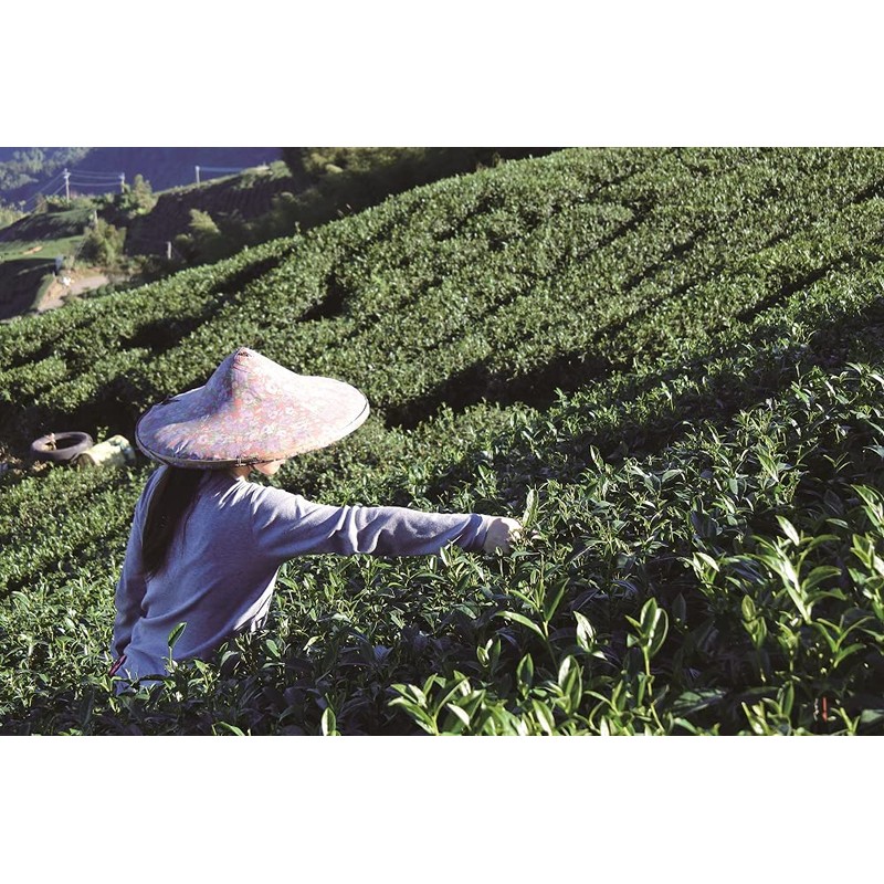 Kyujun Meicha Tokyo Tea Trading Tieguanyin Tea 10p x 3