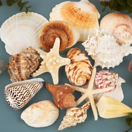 Sea Shells for Decorating 15PCS Large Seashells Starfish Conch for Beach Party,Vase Fillers,Color: 15PCS Large Seashells Starfish Conch, Size: 15PCS Large Seashells Starfish Conch