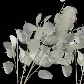 TomorrowSeeds - Money Plant (Lunaria) Seeds - 150+ Count - for 2025 Planting Non-GMO Heirloom Lunaria Honesty Silver Dollar Perennial Wildflower Garden Flower Dried Bouquet House Plant Live