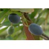 Buy Rare Seeds Elaeocarpus floribundus | Indian Olive | Jalpai