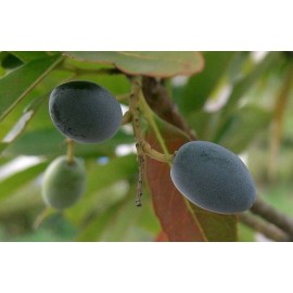 Buy Rare Seeds Elaeocarpus floribundus | Indian Olive | Jalpai | 5_Seeds