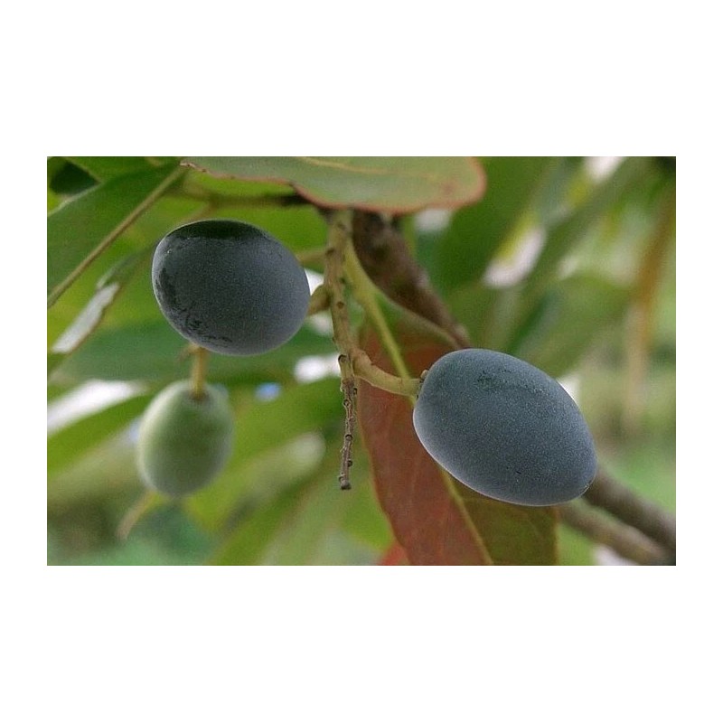 Buy Rare Seeds Elaeocarpus floribundus | Indian Olive | Jalpai