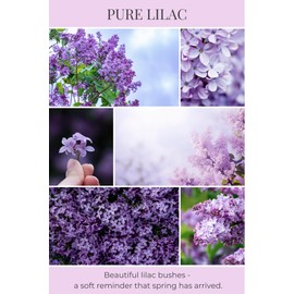 Eco Candle Co. Eco Beans Wax Melts 2-Pack, Pure Lilac, 3.5 oz. - Scents of Pure Lilac Bushes - 100% Soy Wax Fragrance & Essential Oil Blends, Phthalate Free, Made from Midwest Grown Soybeans