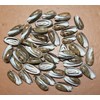 50- Natural Black Olive Seashells for Crafts, Precision Top Cut