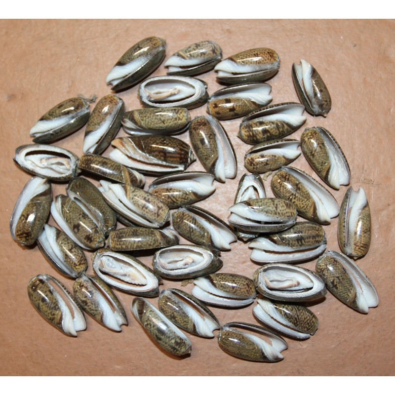 50- Natural Black Olive Seashells for Crafts, Precision Top Cut