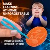 Discover-It Dissection Kit for Kids, Owl Pellet Science Lab Kit