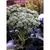 Broccoli Seeds - Di Cicco - Italian Heirloom - Liliana's