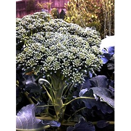Broccoli Seeds - Di Cicco - Italian Heirloom - Liliana's Garden