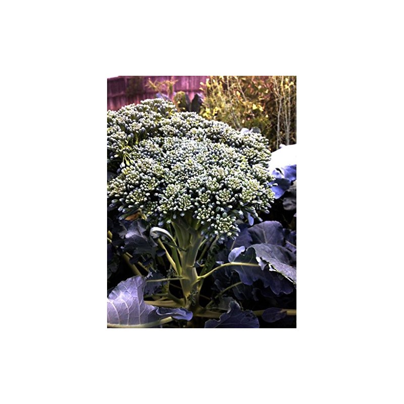 Broccoli Seeds - Di Cicco - Italian Heirloom - Liliana's