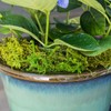 SuperMoss Forest Moss Preserved Perfect for Indoor Plants, Crafts, and