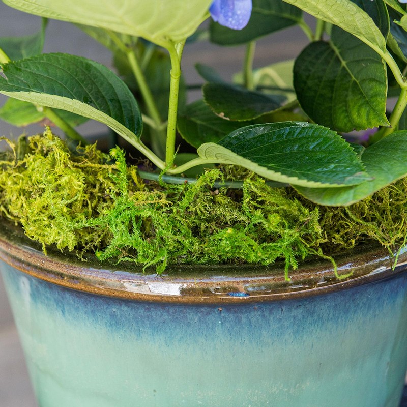 SuperMoss Forest Moss Preserved Perfect for Indoor Plants, Crafts, and