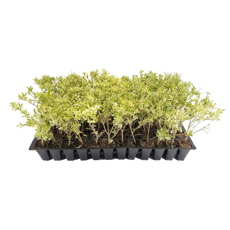 Ligustrum Sinense Variegated - 10 Live Plants - Chinense Privet