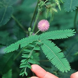 Mimosa Pudica Sensitive Plant No Touch Premium Seeds for Planting Packet Great for Kids!