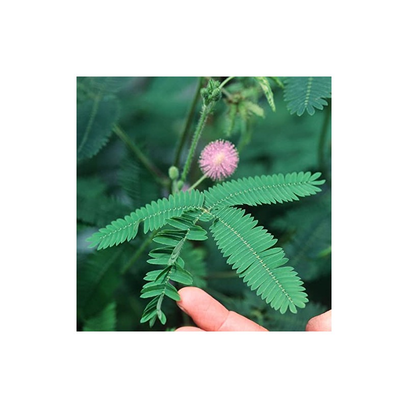 Mimosa Pudica Sensitive Plant No Touch Premium Seeds for Planting
