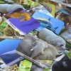 Menique. Juego de Memoria Animales Salvajes en Inglés. Memory Matching