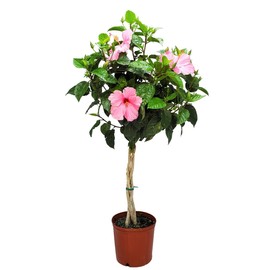 Braided Hibiscus Tree in Nursery Pot - Seminole Pink - Hibiscus Plants Live - Overall Height 38" to 44" - Tropical Plants of Florida