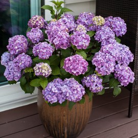 Blooming & Beautiful - BloomStruck Bigleaf Hydrangea - Endless Summer - 3 Gal - Reblooming Pink Blue Purple Mophead Blooms Summer to Fall - Zones 4-9 - Hydrangea Macrophylla - 3 Gallon Pot