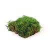 sphagnum-shop.com Fern Moss Preserved for Moss Pictures Decorative Moss Premium