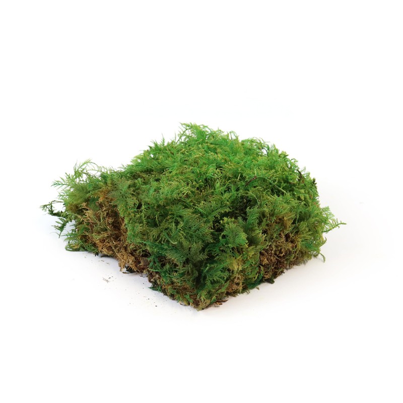 sphagnum-shop.com Fern Moss Preserved for Moss Pictures Decorative Moss Premium