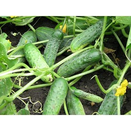 NIKA SEEDS - Vegetable Indoor Cucumber Self-Pollinating Close Family F1 All Seasons Vine Plant for Pickling - 20 Seeds