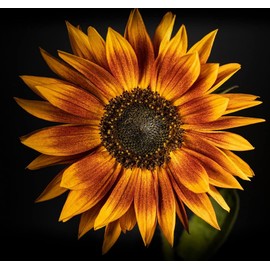 Sunflower Seeds for Planting - Grow Unique Sun Flowers in Your Garden - 25 Non GMO Heirloom Seeds - Full Planting Instructions for Easy to Grow Red Sun Sunflowers - Great Gardening Gifts (2 Packets)