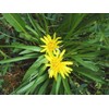 SeedsUP - 100+ Seeds Giant Black Root Salsify - Vegetable