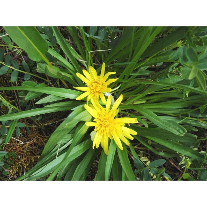 SeedsUP - 100+ Seeds Giant Black Root Salsify - Vegetable