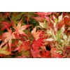 Orido Nishiki Japanese Maple 3 - Year Graft