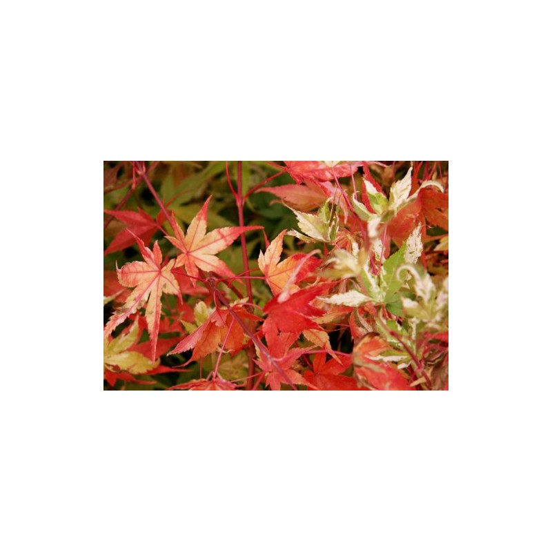 Orido Nishiki Japanese Maple 3 - Year Graft