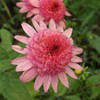 YOKEBOM Raspberry Echinacea Plant Live Double Pink Coneflower Starter Plant