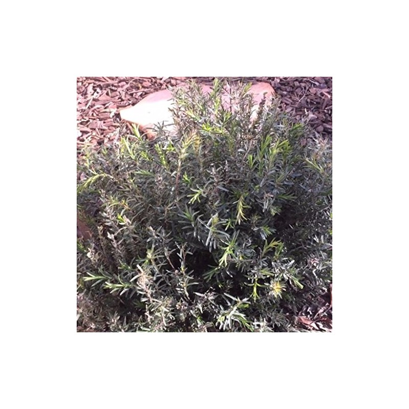 Spiked Zaatar Seeds (Thymbra spicata) Packet of 10 Seeds