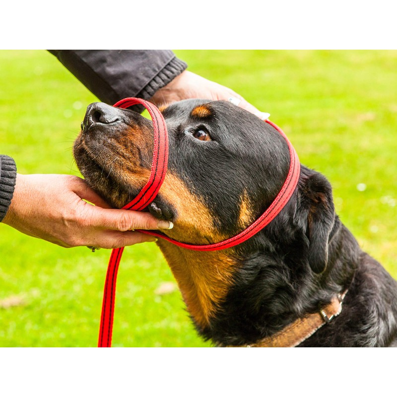 Gencon All-in-1 Headcollar and Lead Right-handed Blue/White