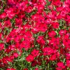 Outsidepride Flax Scarlet - 5000 Seeds