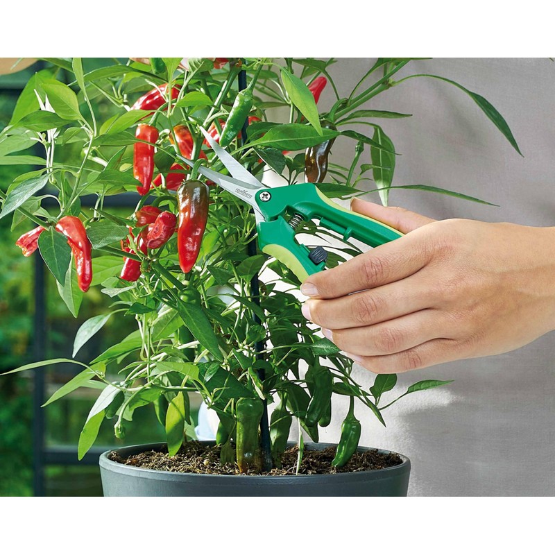 Romberg Harvesting Scissors Curved