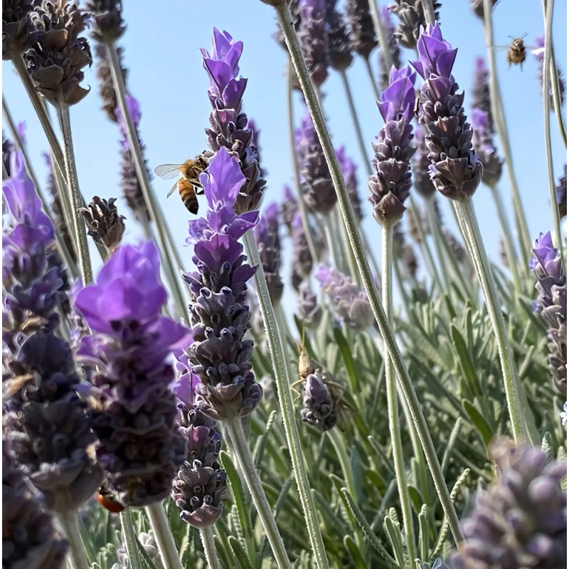 Aceite Esencial Lavanda Orgánico Celeste Essences 10ml Apto Difusor