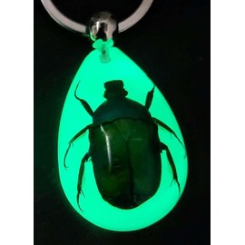 45mm Real Emerald Green Chafer Beetle in Glow in The Dark Lucite Keychain Insect Animal Taxidermy Sample Inside for Biology Science Education Decoration Tear Drop Key Ring Chain Pendant