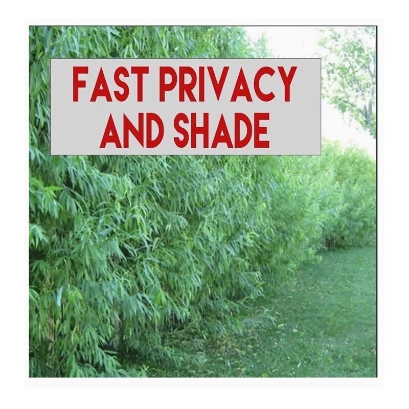 RLH 80 Austree Hybrid Willow Tree Thin Cuttings Fresh Cut