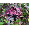 TomorrowSeeds Red Stem Malabar Spinach Seeds | Basella Alba Rubra