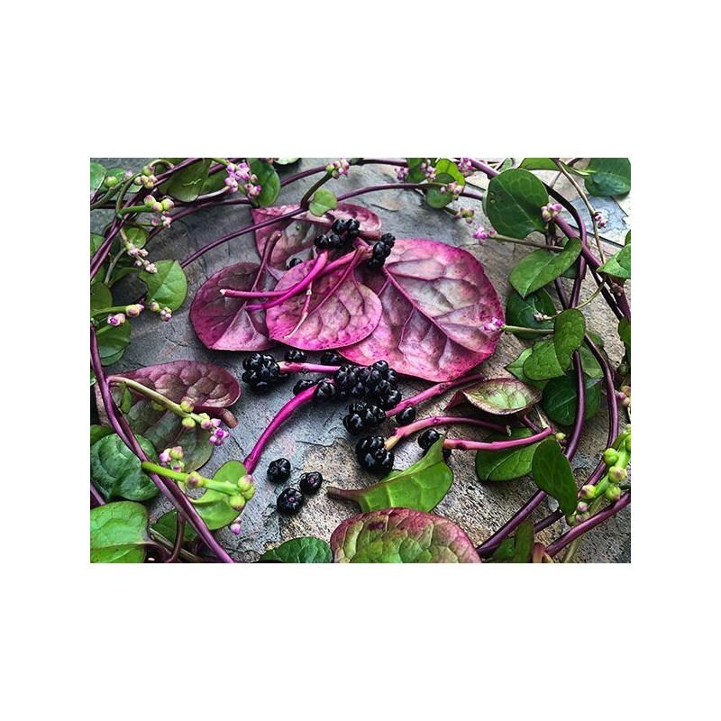 TomorrowSeeds Red Stem Malabar Spinach Seeds | Basella Alba Rubra