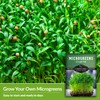 2 Packs Cilantro Microgreens Seeds for Planting and Growing -