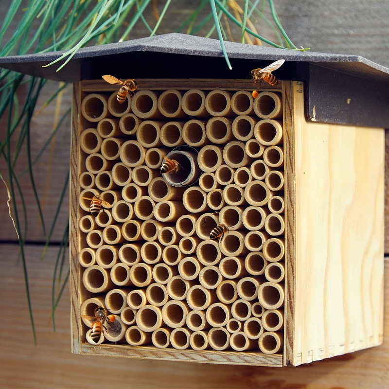 Tinideya 250 Pcs Phragmite Reed Mason Bee Tubes Set Bee