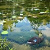 Floating Duck Decoy, Realistic Lifelike Motion Hunting Decoy Decoration, Plastic