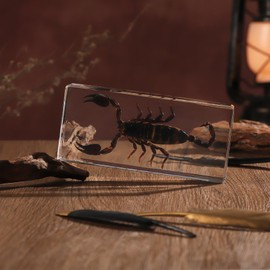 Taxidermy Scorpion, Real Scorpion Specimens Animal Specimen in Resin for Science Classroom Science Education, Great Gift for Fans of Taxidermy, Animal Skull, Oddities, Biology (5.5x2.5x1 Inch)