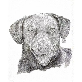Chesapeake Bay Retriever Cards 10 Cards